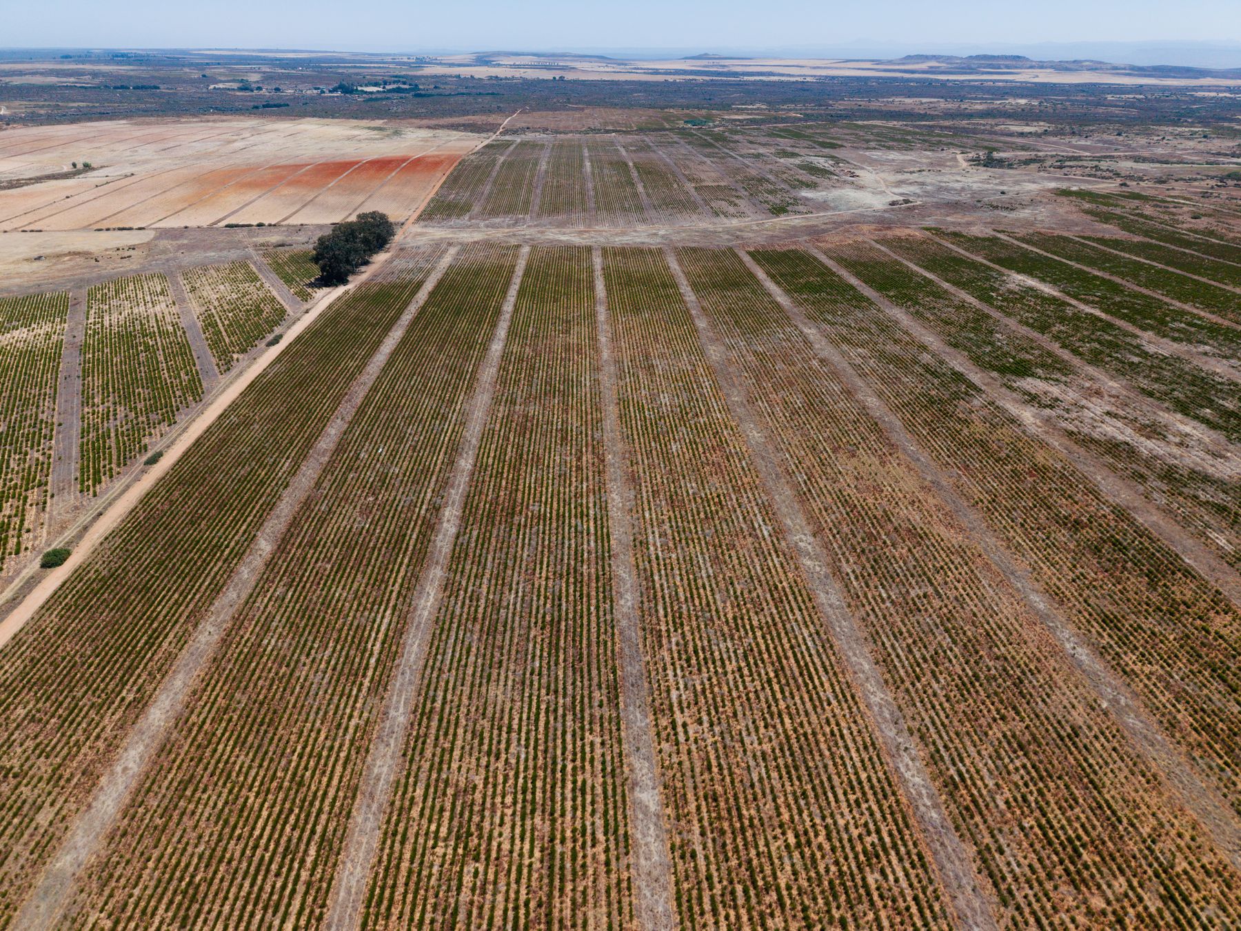 Aerial view of planted rows in a large field with a track and a farm beyond