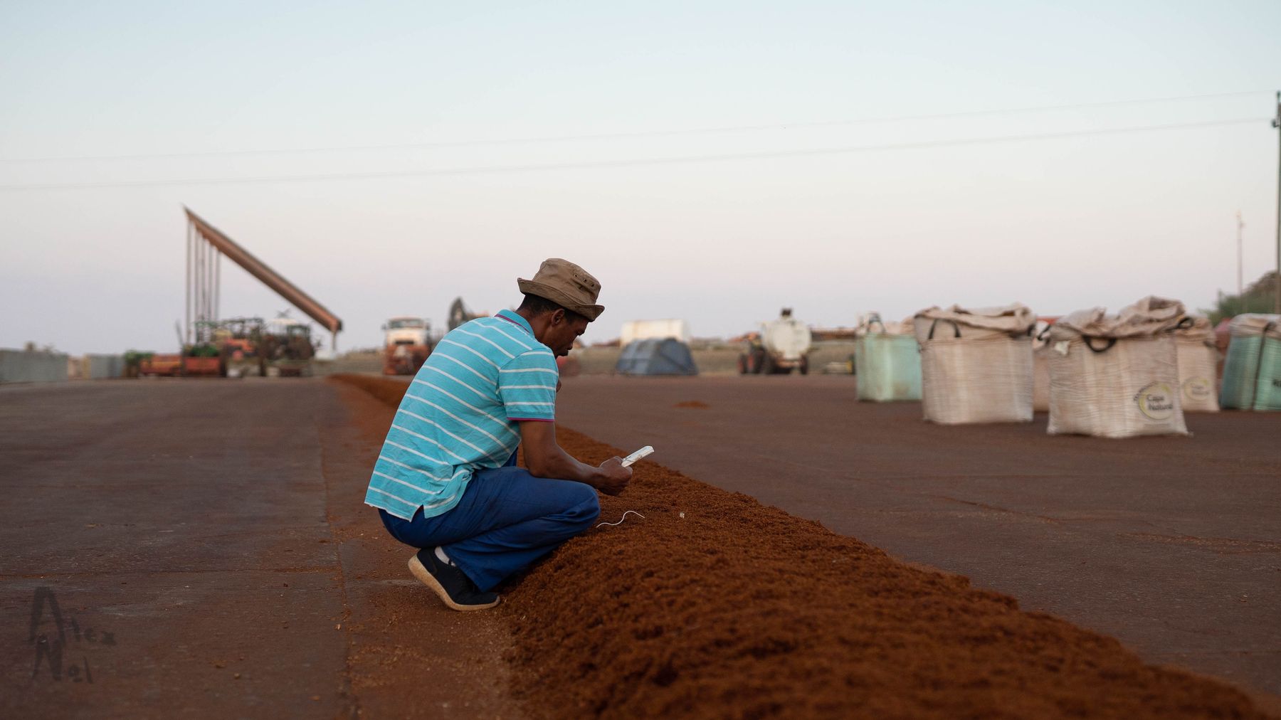 A worker kneeling at a red-brown rooibos heap on a sunlit concrete court, bags behind