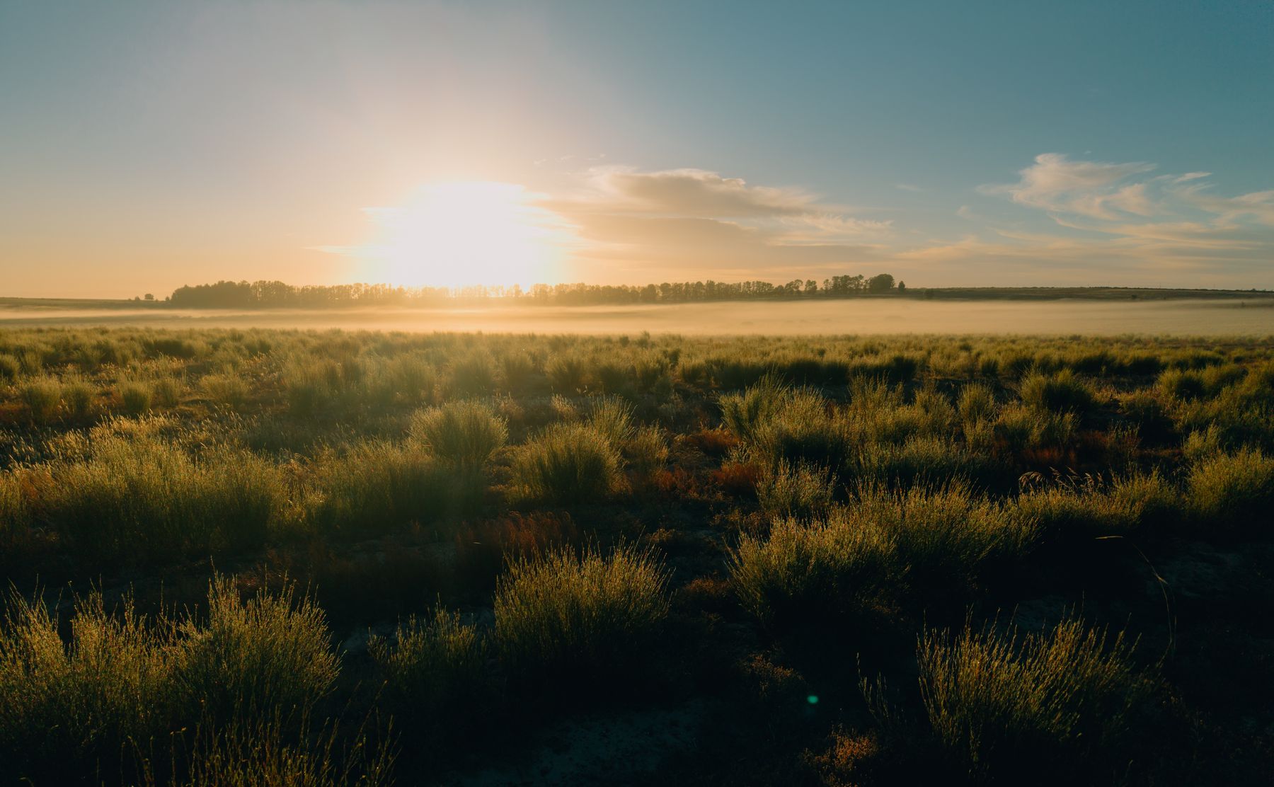 Low sun across a field of fine-stemmed shrubs in rows on the Bokkeveld, Cloudskraal farm
